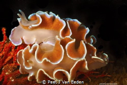 Frilled Nudibranchs pairng up
 by Peet J Van Eeden 